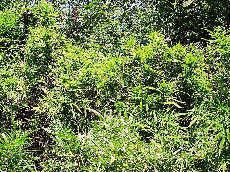 cannibisforest